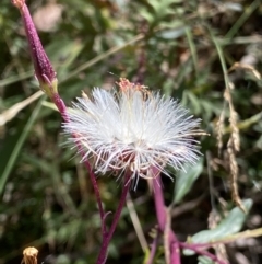 Arrhenechthites mixtus at Cotter River, ACT - 16 Feb 2022