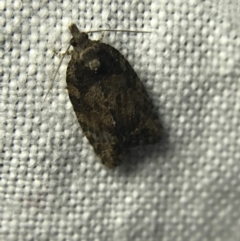 Tortricinae (subfamily) (A tortrix moth) at Red Hill to Yarralumla Creek - 19 Feb 2022 by Tapirlord