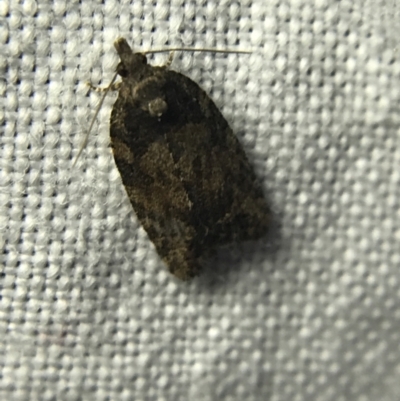 Tortricinae (subfamily) (A tortrix moth) at Red Hill to Yarralumla Creek - 19 Feb 2022 by Tapirlord