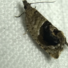 Acroceuthes metaxanthana (Dog-faced Bell Moth) at Red Hill to Yarralumla Creek - 19 Feb 2022 by Tapirlord