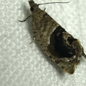 Acroceuthes metaxanthana at Garran, ACT - 19 Feb 2022 10:09 PM