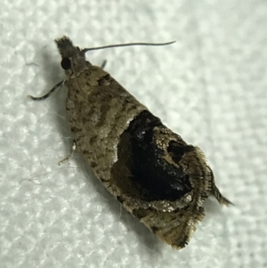 Acroceuthes metaxanthana at Garran, ACT - 19 Feb 2022 10:09 PM