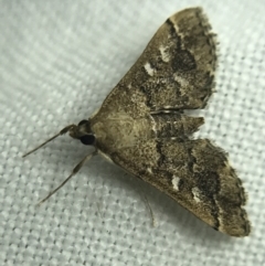 Nacoleia rhoeoalis (A Crambid moth (Spilomelinae) at Garran, ACT - 19 Feb 2022 by Tapirlord