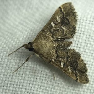 Nacoleia rhoeoalis at Garran, ACT - 19 Feb 2022