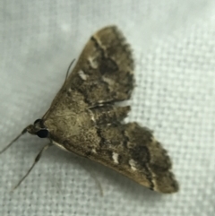 Nacoleia rhoeoalis at Garran, ACT - 19 Feb 2022