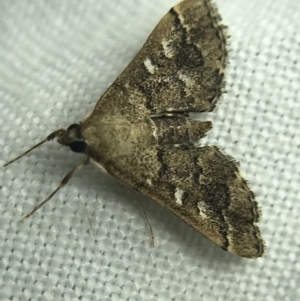 Nacoleia rhoeoalis at Garran, ACT - 19 Feb 2022