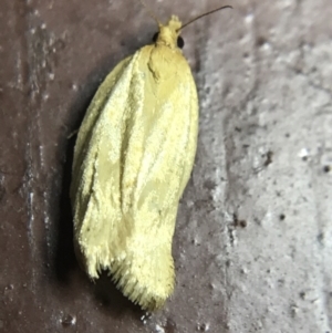 Merophyas divulsana at Garran, ACT - 19 Feb 2022 10:08 PM