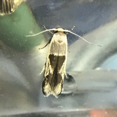 Stathmopoda megathyma (A concealer moth) at Garran, ACT - 19 Feb 2022 by Tapirlord