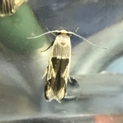Stathmopoda megathyma (A concealer moth) at Garran, ACT - 19 Feb 2022 by Tapirlord