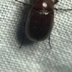 Melolonthinae sp. (subfamily) (Cockchafer) at Red Hill to Yarralumla Creek - 19 Feb 2022 by Tapirlord