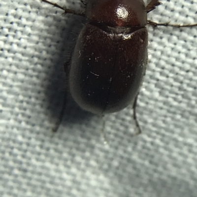 Melolonthinae (subfamily) (Cockchafer) at Garran, ACT - 19 Feb 2022 by Tapirlord