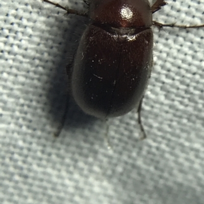 Melolonthinae (subfamily) (Cockchafer) at Garran, ACT - 19 Feb 2022 by Tapirlord