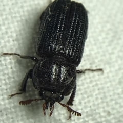 Syndesus cornutus (Stag beetle) at Hughes Garran Woodland - 19 Feb 2022 by Tapirlord