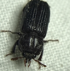 Syndesus cornutus (Stag beetle) at Red Hill to Yarralumla Creek - 19 Feb 2022 by Tapirlord