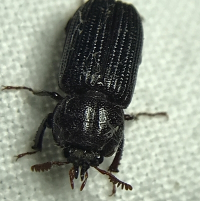 Syndesus cornutus (Stag beetle) at Hughes Garran Woodland - 19 Feb 2022 by Tapirlord