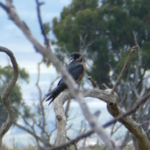 Falco longipennis at Googong, NSW - 19 Feb 2022 01:43 PM