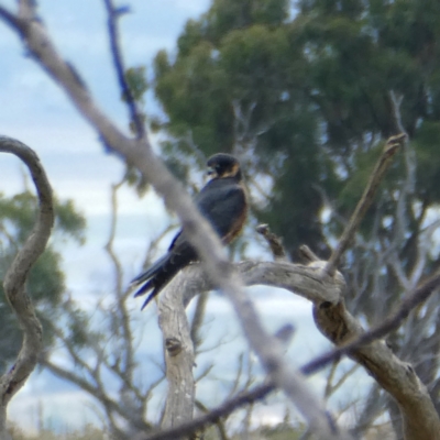 Falco longipennis (Australian Hobby) at QPRC LGA - 19 Feb 2022 by Wandiyali