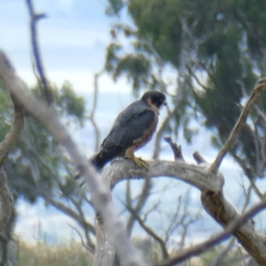 Falco longipennis at Googong, NSW - 19 Feb 2022