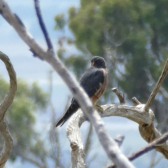 Falco longipennis at Googong, NSW - 19 Feb 2022 01:43 PM