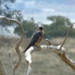 Falco longipennis at Googong, NSW - 19 Feb 2022