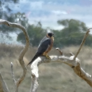 Falco longipennis at Googong, NSW - 19 Feb 2022 01:43 PM