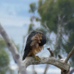 Falco longipennis at Googong, NSW - 19 Feb 2022 01:43 PM