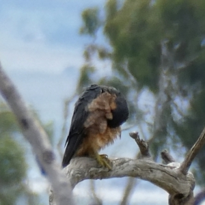 Falco longipennis at Googong, NSW - 19 Feb 2022