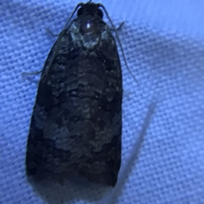Cryptoptila (genus) (A Totricid moth (Tortricini)) at Hughes Garran Woodland - 19 Feb 2022 by Tapirlord