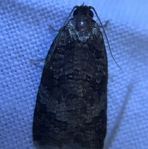 Cryptoptila (genus) at Hughes Garran Woodland - 19 Feb 2022