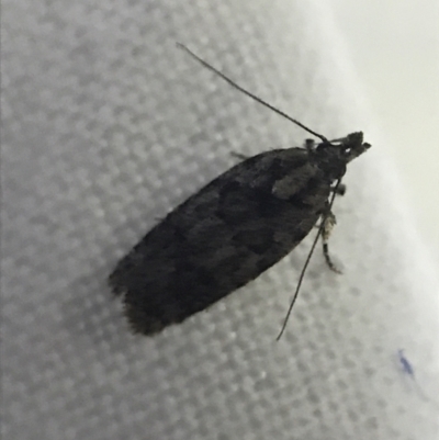 Oecophoridae provisional species 4 at Red Hill to Yarralumla Creek - 19 Feb 2022 by Tapirlord