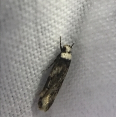 Endrosis sarcitrella (White-shouldered House Moth) at Hughes Garran Woodland - 19 Feb 2022 by Tapirlord