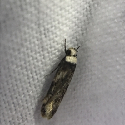 Endrosis sarcitrella (White-shouldered House Moth) at Red Hill to Yarralumla Creek - 19 Feb 2022 by Tapirlord