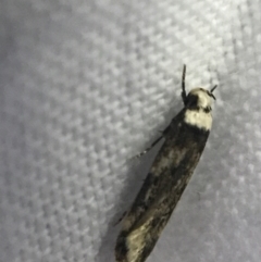 Endrosis sarcitrella at Garran, ACT - 19 Feb 2022 09:34 PM