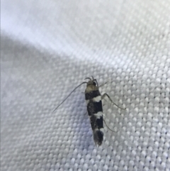 Limnaecia sp. (Limnaecia sp.) at Red Hill to Yarralumla Creek - 19 Feb 2022 by Tapirlord