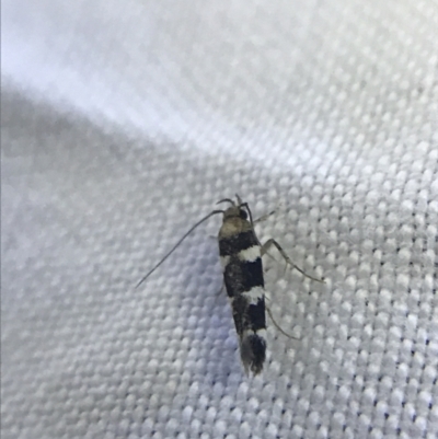 Limnaecia sp. (Limnaecia sp.) at Hughes Garran Woodland - 19 Feb 2022 by Tapirlord