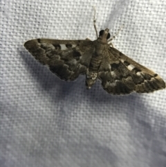 Nacoleia rhoeoalis (A Crambid moth (Spilomelinae) at Garran, ACT - 19 Feb 2022 by Tapirlord