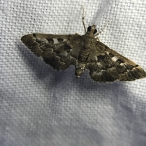 Nacoleia rhoeoalis at Garran, ACT - 19 Feb 2022 09:27 PM