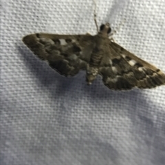 Nacoleia rhoeoalis at Garran, ACT - 19 Feb 2022 09:27 PM