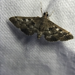 Nacoleia rhoeoalis at Garran, ACT - 19 Feb 2022 09:27 PM