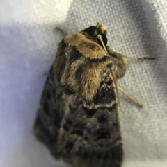 Proteuxoa sanguinipuncta (Blood-spotted Noctuid) at Hughes Garran Woodland - 19 Feb 2022 by Tapirlord