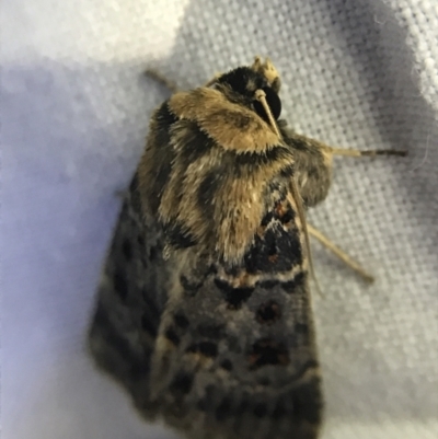 Proteuxoa sanguinipuncta (Blood-spotted Noctuid) at Hughes Garran Woodland - 19 Feb 2022 by Tapirlord