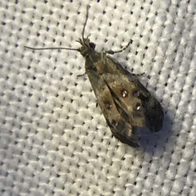 Tebenna micalis (Small Thistle Moth) at Hughes Garran Woodland - 19 Feb 2022 by Tapirlord