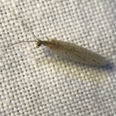 Hemerobiidae sp. (family) (Unidentified brown lacewing) at Hughes Garran Woodland - 19 Feb 2022 by Tapirlord