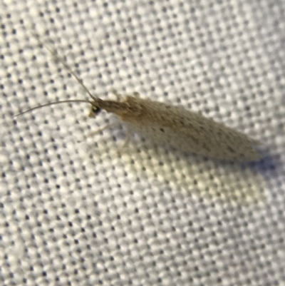 Hemerobiidae sp. (family) (Unidentified brown lacewing) at Red Hill to Yarralumla Creek - 19 Feb 2022 by Tapirlord