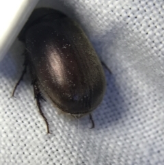 Melolonthinae sp. (subfamily) (Cockchafer) at Hughes Garran Woodland - 19 Feb 2022 by Tapirlord