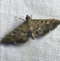 Nacoleia rhoeoalis (A Crambid moth (Spilomelinae) at Garran, ACT - 19 Feb 2022 by Tapirlord