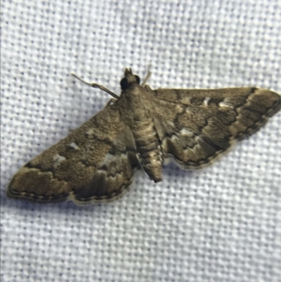 Nacoleia rhoeoalis (A Crambid moth (Spilomelinae) at Garran, ACT - 19 Feb 2022 by Tapirlord