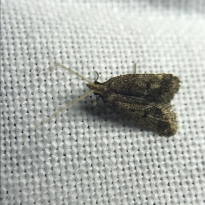 Tortricinae (subfamily) (A tortrix moth) at Hughes Garran Woodland - 19 Feb 2022 by Tapirlord