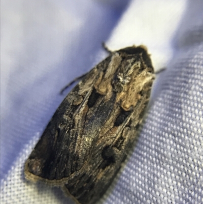 Agrotis munda (Brown Cutworm) at Red Hill to Yarralumla Creek - 19 Feb 2022 by Tapirlord