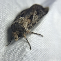 Agrotis munda at Garran, ACT - 19 Feb 2022 09:03 PM